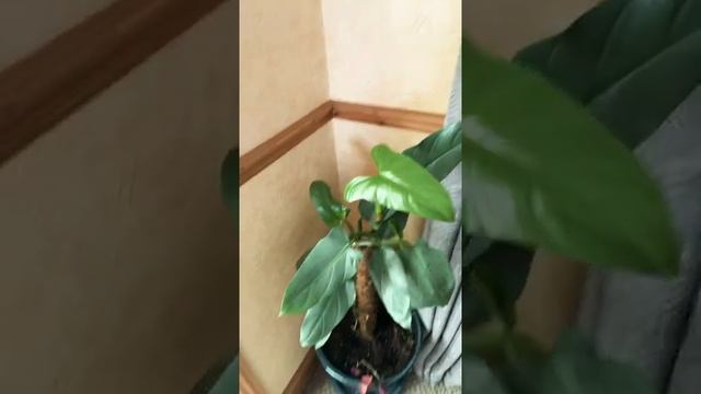 Philodendron Silver Queen Update