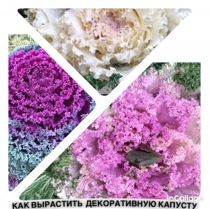 Как вырастить декоративную капусту из семян
#декоративнаякапуста