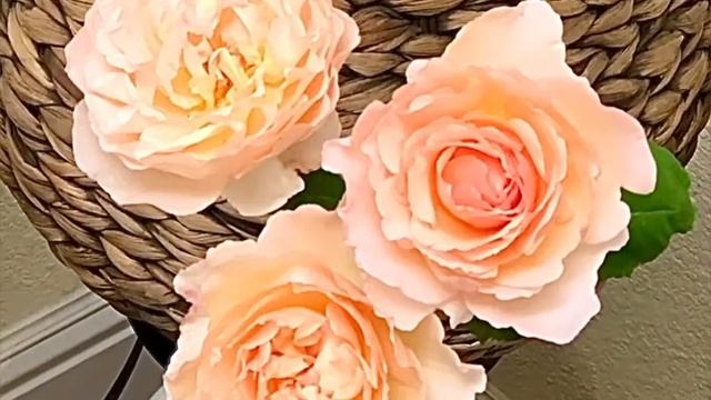 Princess Charlene de Monaco rose #Meillandrose #rosegarden смотреть онлайн