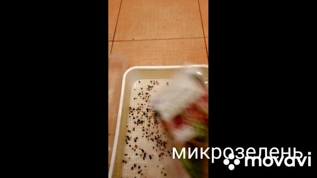 Сажаем микрозелень в январе смотреть онлайн