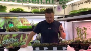 Горчица в домашних условиях. Микрозелень.