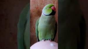Говорящий попугай. Ожереловый попугай разговаривает и имитирует разные звуки.