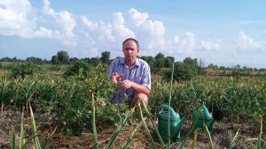 Чем подкормить голубику. Мастер или мочевина (карбамид)?