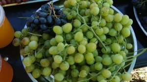 Сорт винограда Синдикат