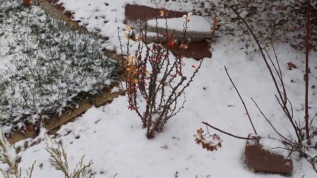 Косить можно и в ноябре. Прудики. Розочки и хвойные из садко. смотреть онлайн