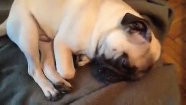 Мопс спит смотреть онлайн