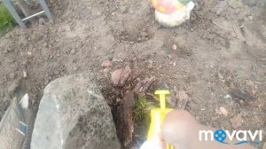 Обработка туй, цветов фитоспорином ????