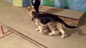 ВЕО команда рядом