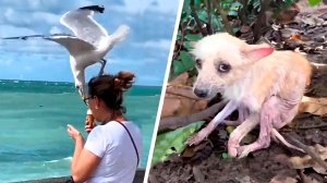 15 роликов о смешных животных, которые умеют не только умилять, но и удивлять