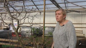 Инжир (фиговое дерево) Выращивание инжира в домашних условиях.