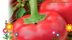 Перец сладкий Рубиновый. Краткий обзор, описание характеристик, где купить cápsicum ánnuum