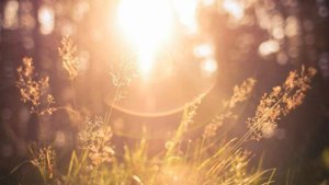 Радость жизни