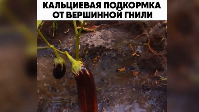 ВЕРШИННАЯ ГНИЛЬ. СПОСОБЫ БОРЬБЫ.