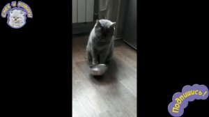 Голодный Кот Требует Еду - Стучит Миской Об Пол