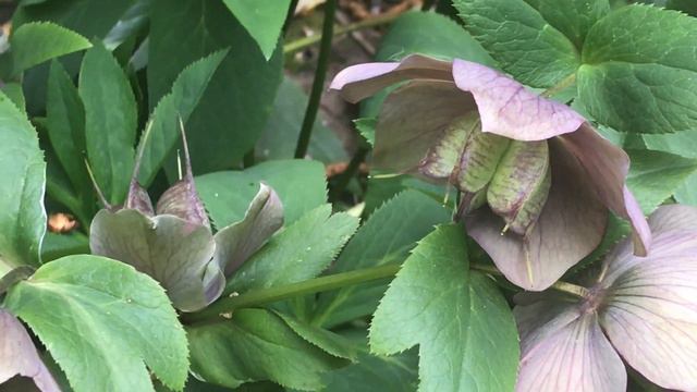 Hellébore 'Helleborus' Je verdis toute l'année et fleuris six mois. смотреть онлайн