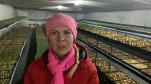 Бонусы от Дударова - черви и личинки в луковицах тюльпана