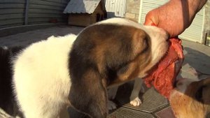 Кормление месячных щенков гончей сырым мясом Июнь 2020