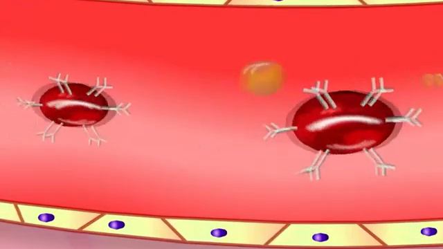 Қан топтары