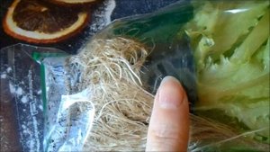 Как вырастить салат дома на окне