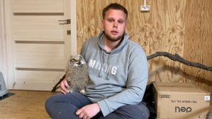К нам принесли ПТЕНЦА ФИЛИНА. Рассказываем, как вести себя, если Вы нашли слетка