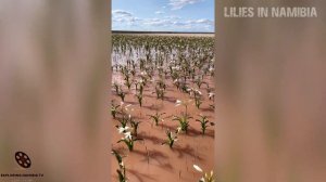 Short video of blooming lilies fields near Maltahohe, Namibia, southern Africa