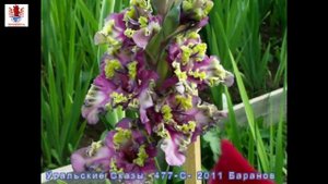 Гладиолусы - 7 Коллекционные сорта http://www.mirgladiolus.ru