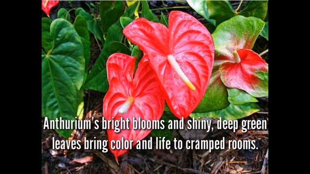 Top 10 Reasons Why Anthurium is the Best Houseplants in 2022 смотреть онлайн