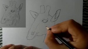 ¿Como dibujar una JIRAFA? | How to draw a GIRAFFE? |