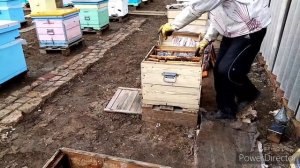 Матка отрутневела! Как выглядит Горбатый расплод