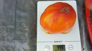 Оранжевый Русский Сорт Томата