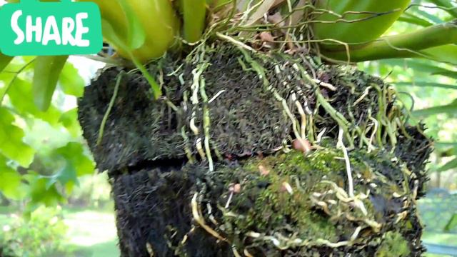 !! ONCIDIUM LONGIPES!! смотреть онлайн