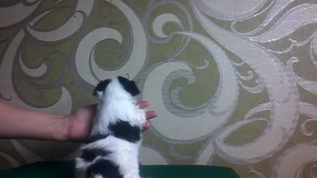 Мальчик бивер 1 смотреть онлайн