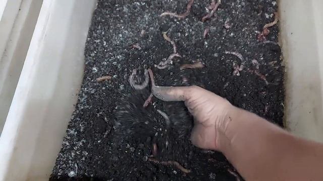 Почему у меня субстрат сухой при просейке дендробены.