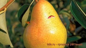 Груша плодовая Велеса (pyrus communis velesa) ? обзор: как сажать, саженцы, крупномеры груши Велеса