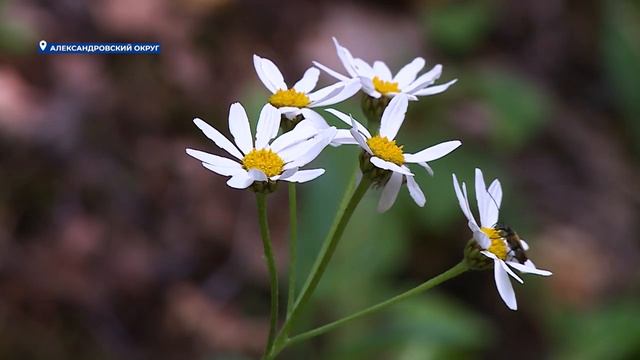 Новости на Своём от 20 июня 2024г. 10:30