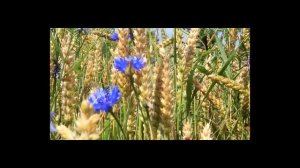 Алексей Тарасов - Васильки.mp4