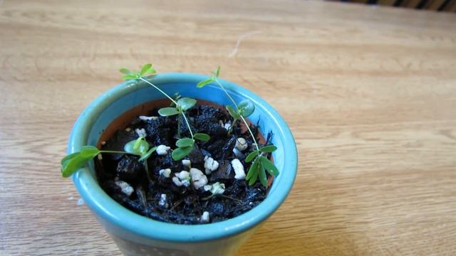 My New Sensitive Plant Seedlings (Mimosa pudica) смотреть онлайн