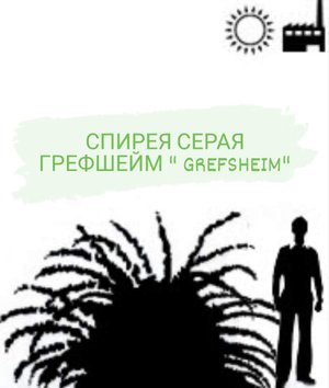 СПИРЕЯ СЕРАЯ ГРЕФШЕЙМ "GREFSHEIM"