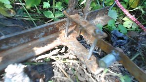 Как поймать крота . Самый эффективный способ . Кротоловка .