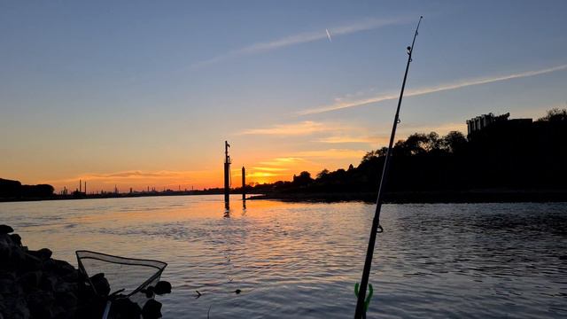 Рыбалка на Рейне. Рыбалка на судака и сома. Ловля судака на бычка и сома на лечинку майского жука. смотреть онлайн