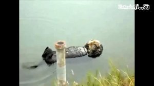 +100500   Взгляд В Душу