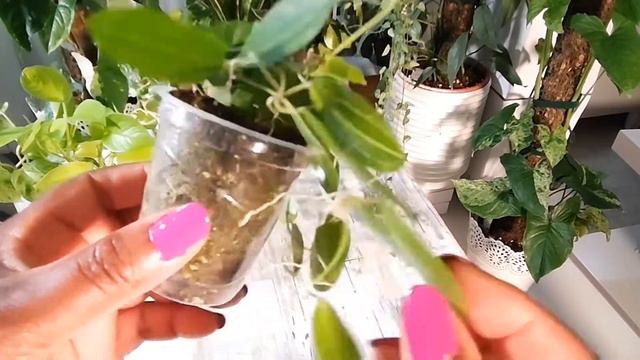 boutures de plantes vertes : je vous présente toutes mes boutures смотреть онлайн