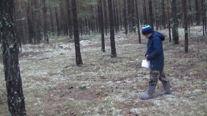 Бешеная волна Боровиков в сосновом бору продолжается!