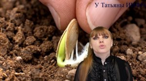 Особенности выращивания и ухода за ЦУКИНИ!!!