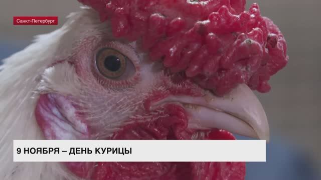 9 ноября отмечается День курицы