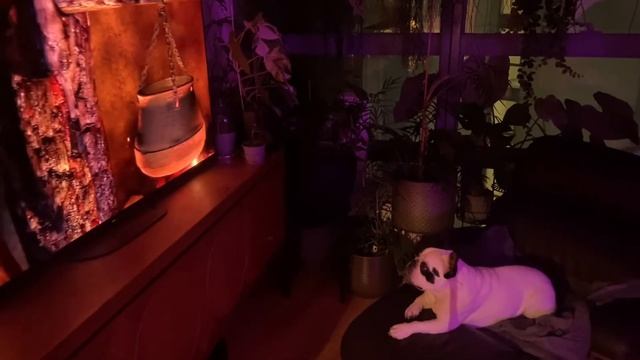 [МОИ ПИТОМЦЫ] Французский Бульдог Бонни Обожает Смотреть Телевизор (Уснула Через 40 Минут) ?