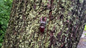 ГИГАНТСКИЙ ЖУК-ОЛЕНЬ