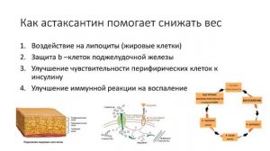 Как антиоксиданты влияют на процесс похудения