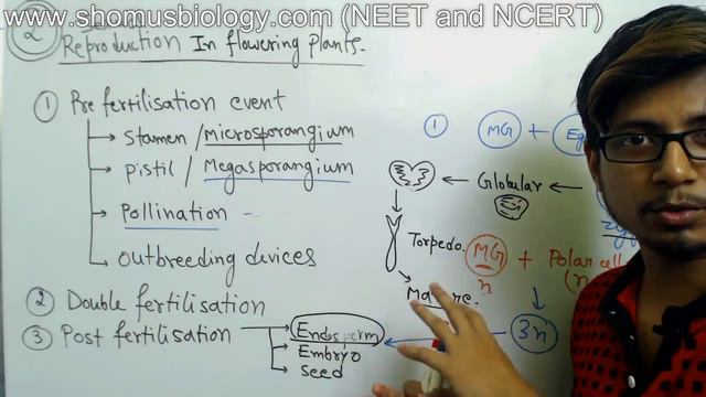 Post fertilization events in plants class 12