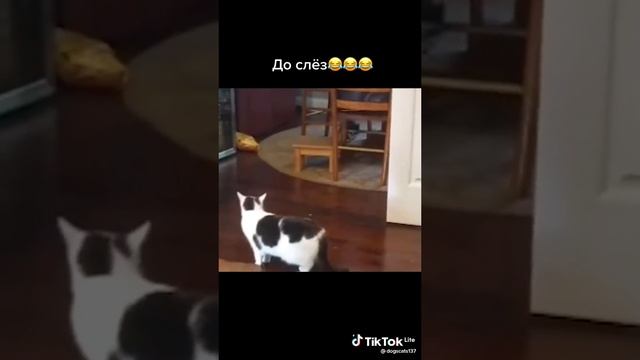 я со смеха чуть не умер